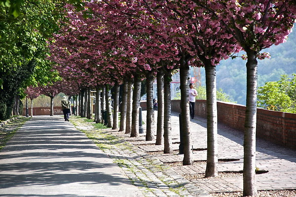 CHERRY.BLOSSOMS