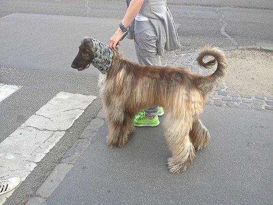 DOG.FASHION
