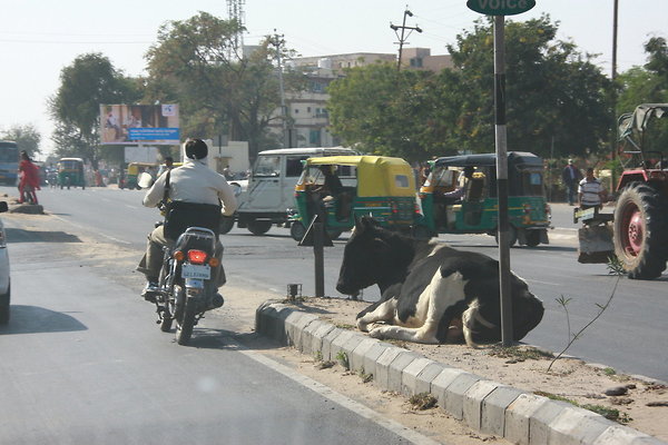 INDIA-COWS.IN.ST
