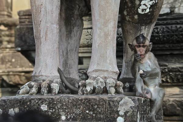 CAMBODIA-MONKEY