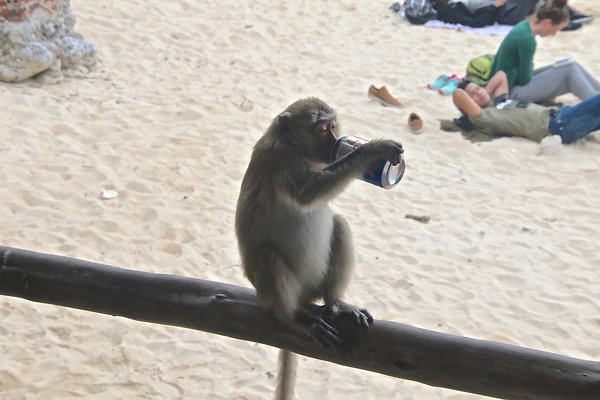 VIET-DRUNK.MONKEY