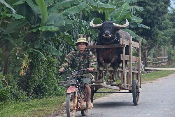 VIET-BUFFALO.BIKE
