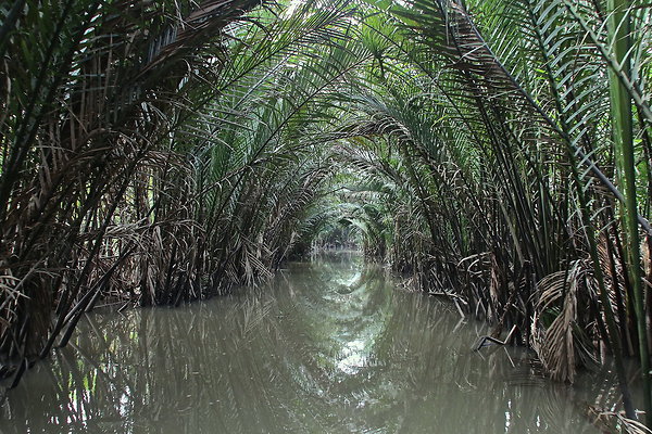 VIET-PALMS1