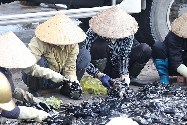 VIET-SQUID.WOMEN