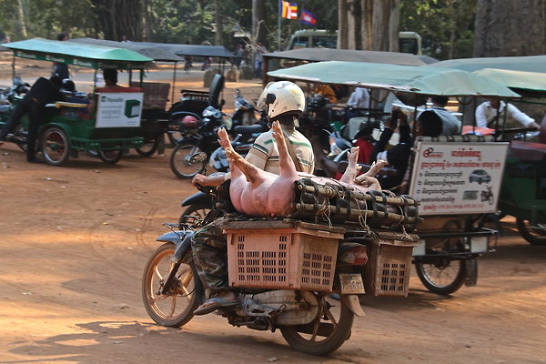 CAMBODIA-BIKE.PIGS