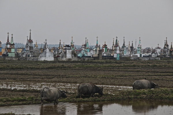 VIET-BUFFALO.CEMETERY