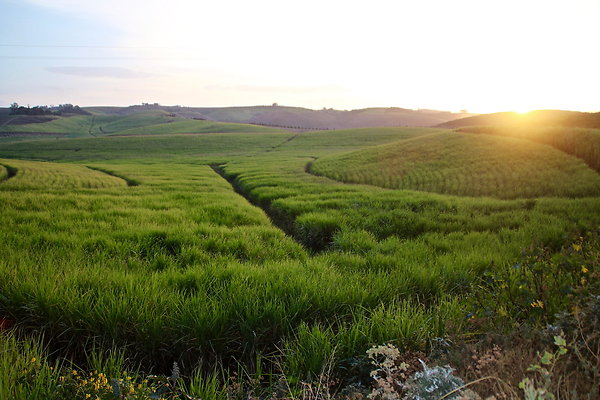 BBBB-9.ORIBI.SUGAR.CANE