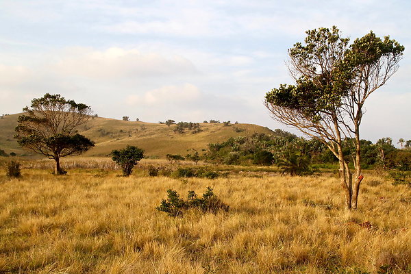 B-7.MZAMBA-ROLLINGHILLS