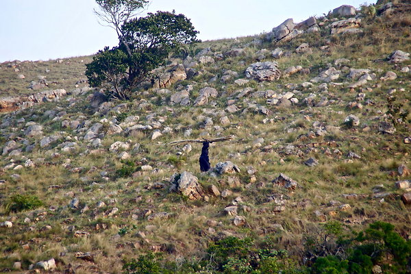 B-3.MZAMBA-ROCKY.HILL