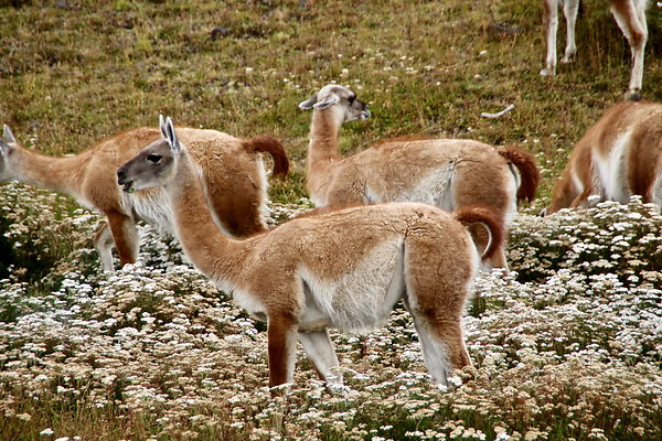 115-Guanacos.TDP