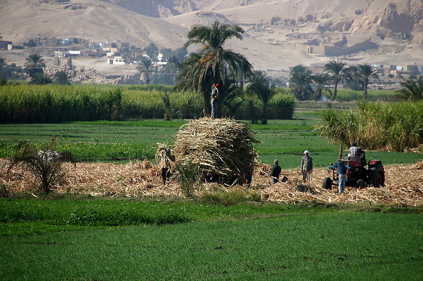 Luxor-SugarFields