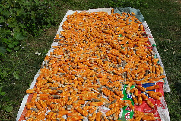 CORN.DRYING