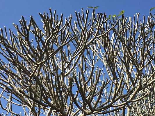 CHICKEN.FOOT.TREE