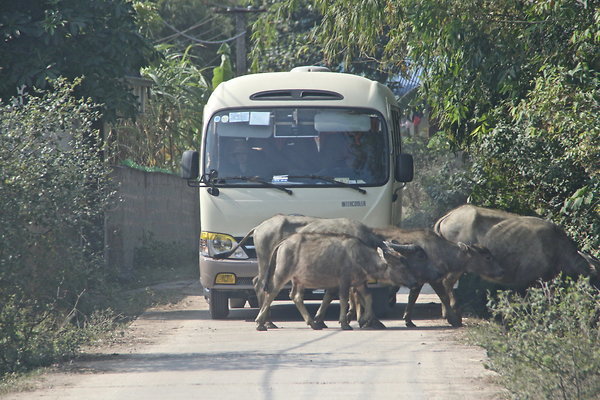 BUFFALO.BUS