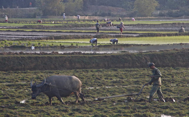 PLOUGHING.PLANTING