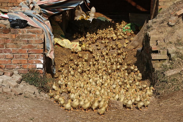 DUCKLING.MOB