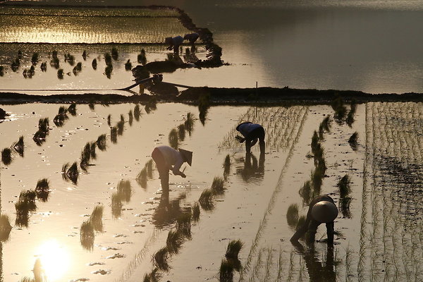 PLANTING