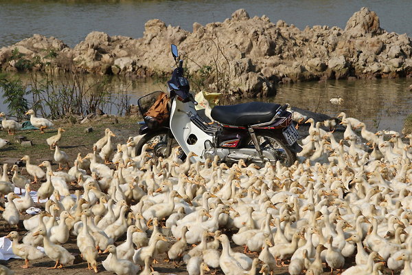 1.DUCKATI