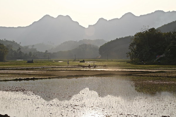 PADDY.FIELD.REFLECTION