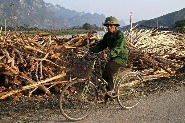 WOODPILE.CYCLIST