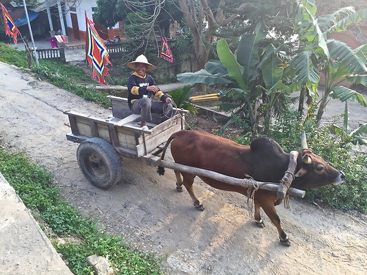 CART.BUFFALO