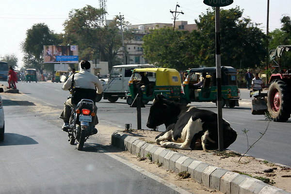 INDIA-COWS.IN.ST