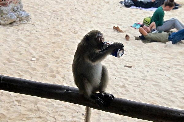 VIET-DRUNK.MONKEY