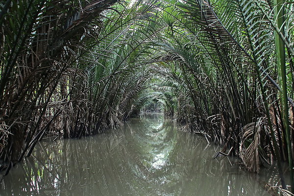 VIET-PALMS1