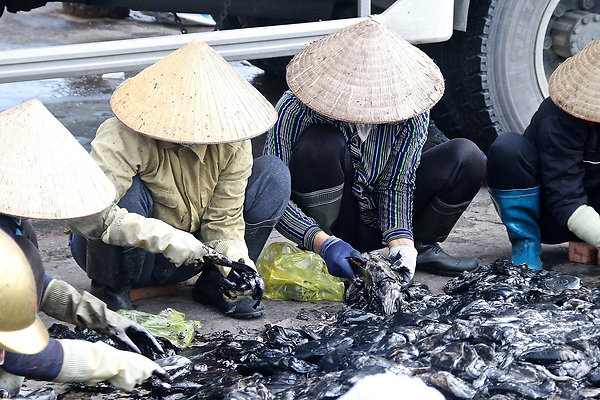 VIET-SQUID.WOMEN