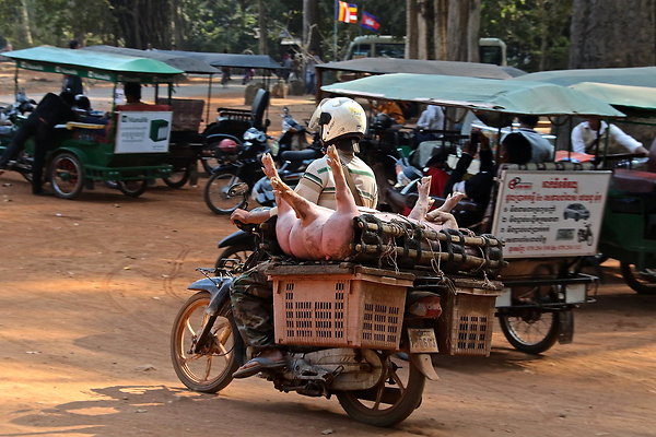 CAMBODIA-BIKE.PIGS