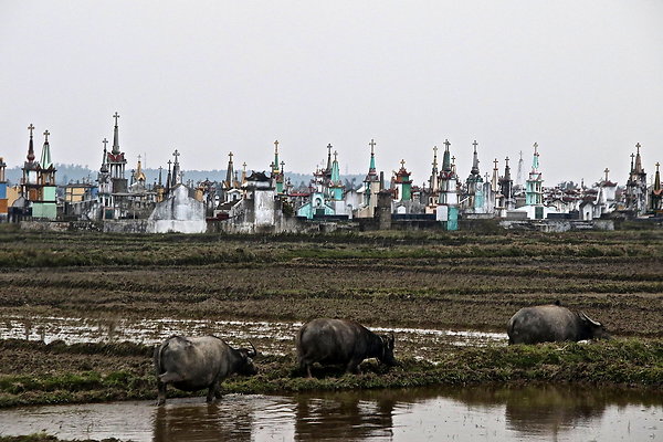 VIET-BUFFALO.CEMETERY
